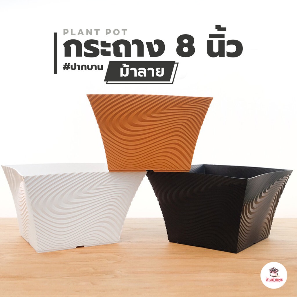 กระถางม้าลายปากบาน 8 นิ้ว กระถางพลาสติก แคคตัส กระบองเพชร ไม้อวบน้ำ Cactus&Succulent