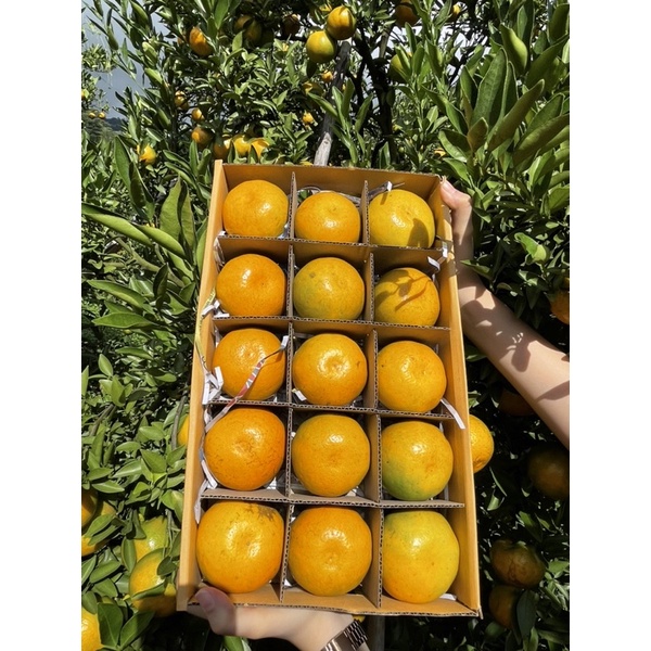 หวานอมเปรี้ยวรสจัดจ้านส้มสายน้ำผึ้ง อ.ฝาง จ.เชียงใหม่ คัดพิเศษ Size6 ขนาด6-7 ลูก/โล