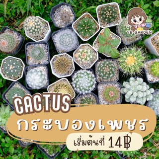 กระบองเพชร แคคตัส ชุดที่ 1 cactus &amp; succulent ส่งทั้งกระถาง อิชินอป ถังทอง แมมมิลาเรีย ยิมโนด่าง