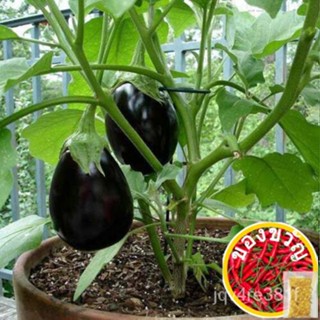 20pcs Black Beauty eggplant seeds สวนผักทำอาหาร # R89เด็ก/กุหลาบ/ทานตะวัน/ ZCYR