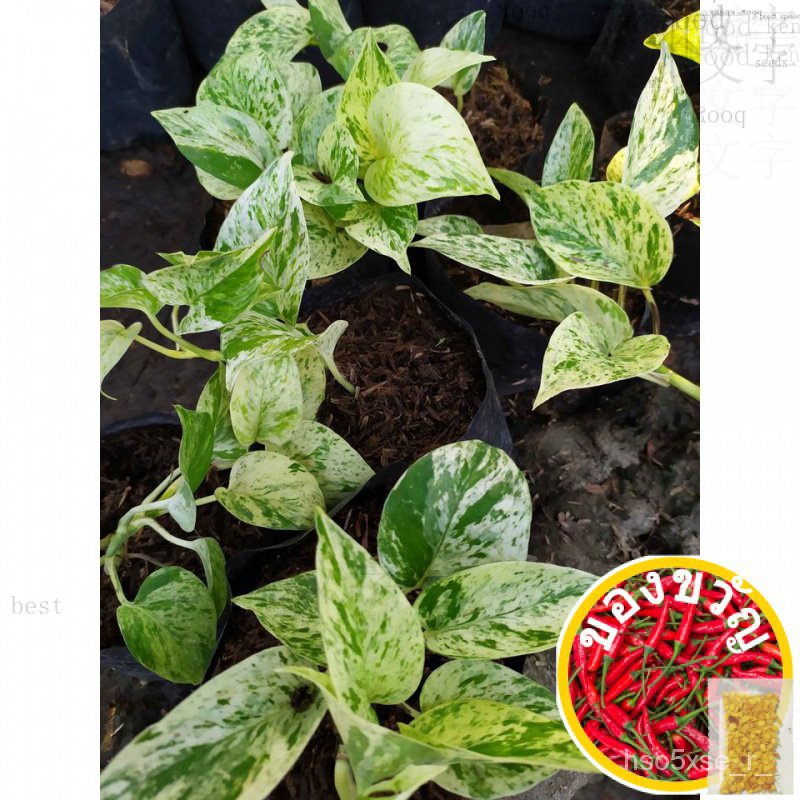 Golden Pothos/Neon Pothos/Marble Queen Pothos Plant (Gumagapang) อันนี้/ยก็อป/สวน/พร่าย/อันนี้/seeds
