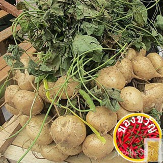 50PCS 【NEW】Turnip Jicama Seeds / Singkamas Seeds50 seeds (not live plants)玩具/香菜/种子/文胸/园艺/芹菜/宝石/通心菜/男装/头饰//种子 ZFGQ