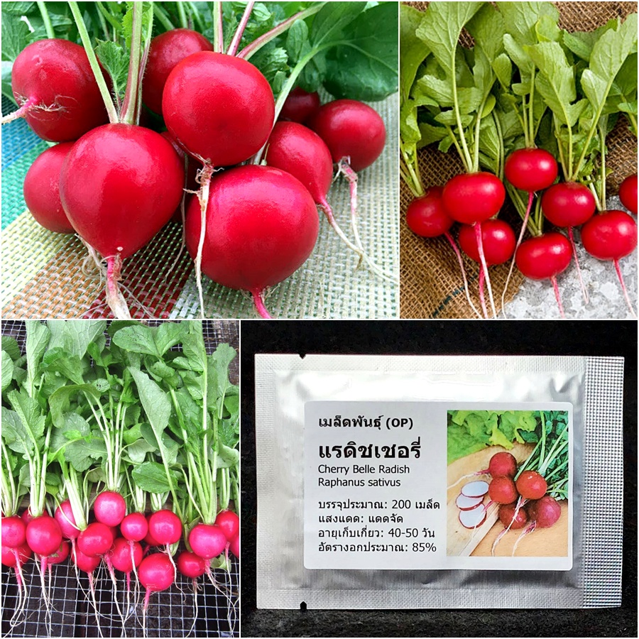 เมล็ดพันธุ์ แรดิชเชอรี่ เบลล์ Cherry Belle Radish Seed 200 เมล็ด คุณภาพดี  ราคาถูก ของแท้ 100% | Shopee Thailand