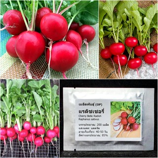 เมล็ดพันธุ์ แรดิชเชอรี่ เบลล์ Cherry Belle Radish Seed 200 เมล็ด คุณภาพดี ราคาถูก ของแท้ 100%