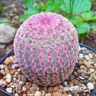 ผลิตภัณฑ์ใหม่ เมล็ดพันธุ์ จุดประเทศไทย ❤เมล็ดอวบอ้วน เรนโบว์ Echinocereus Pectinatus 5 เมล็ด แคคตัส cactus กระบ คล/เ OU0