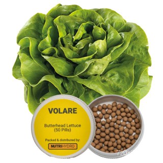 ผลิตภัณฑ์ใหม่ เมล็ดพันธุ์ จุดประเทศไทย ❤Volare by Enza Zaden | Butterhead Lettuce seedsเมล็ดอวบอ้วน 100% รอคอยท /ดอก DXM