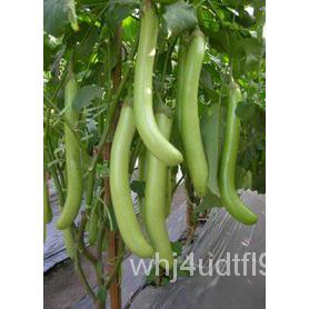（โรงงานขายส่ง）มะเขือยาวสีเขียว Long Eggplant Seed/อินทรีย์ LRM4