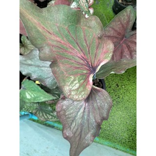 บอนสีหริภุญชัยcaladium