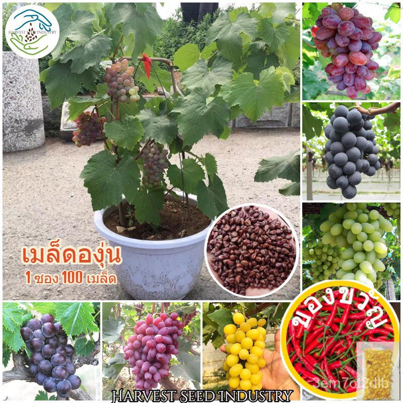 ของแท้100% ปลูกง่าย ปลูกได้ทั่วไทย 100 เมล็ด เมล็ดพันธุ์ องุ่น (Grape Seeds for planting) ต้นผลไม้ บอนไซ ต้นพันธุ์ผลไม้