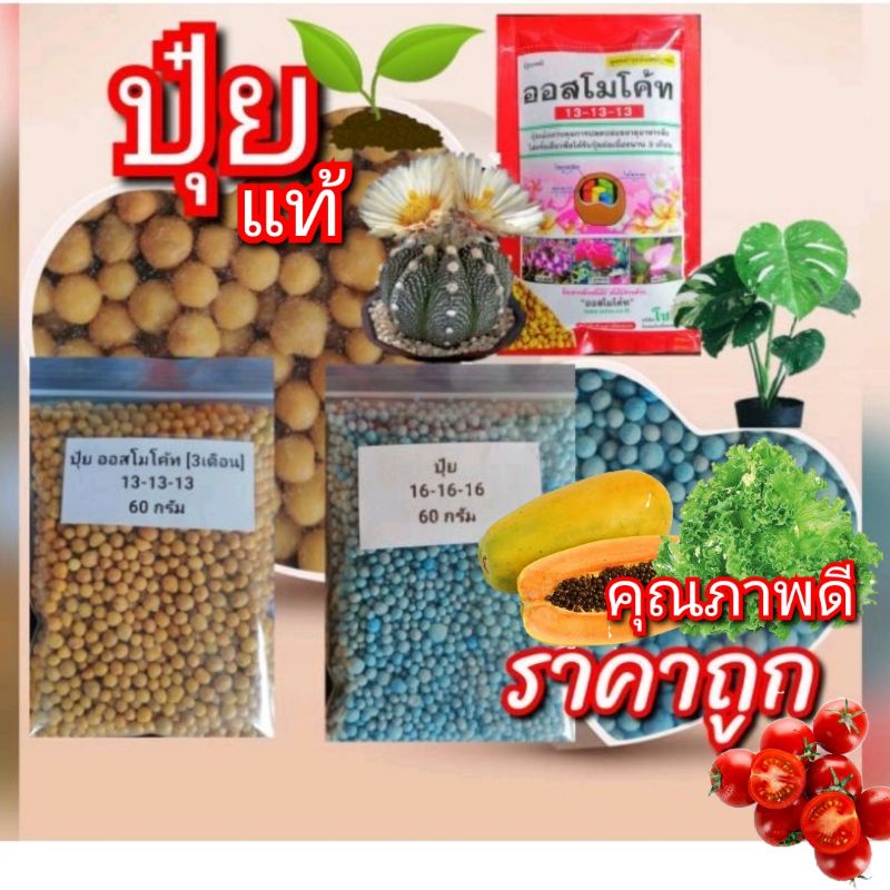 ปุ๋ย 16-16-16 ปุ๋ยออสโมโค้ท ปุ๋ย3เดือน ปุ๋ยเมล็ดเหลือง 13-13-13 มีหลายขนาด ปุ๋ยละลายช้า ปุ๋ยบำรุงต้น บำรุงดอก บำรุงใบ