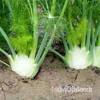 ผลิตภัณฑ์ใหม่ เมล็ดพันธุ์ 2022เมล็ดอวบอ้วน เฟนเนล ฟลอเรนท์ (Florence Fennel Seed) บรรจุ 20/อินทรีย์็ด BAYS
