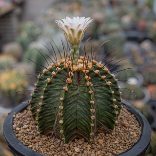 Gymnocalycium friedrichii v moserianum P435 (LB79) แคคตัส กระบองเพชร cactus ยิมโนคาไลเซียม