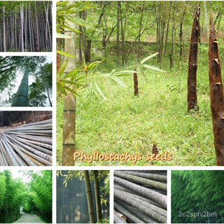 （คุณภาพสูง เมล็ด）ประเทศไทย พร้อมสต็อก Phyllostachys Seeds บรรจุ 50 เมล็ดพันธุ์ ต้นไม้ประดับ ต/ง่าย ปลูก สวนครัว /ขายดี U