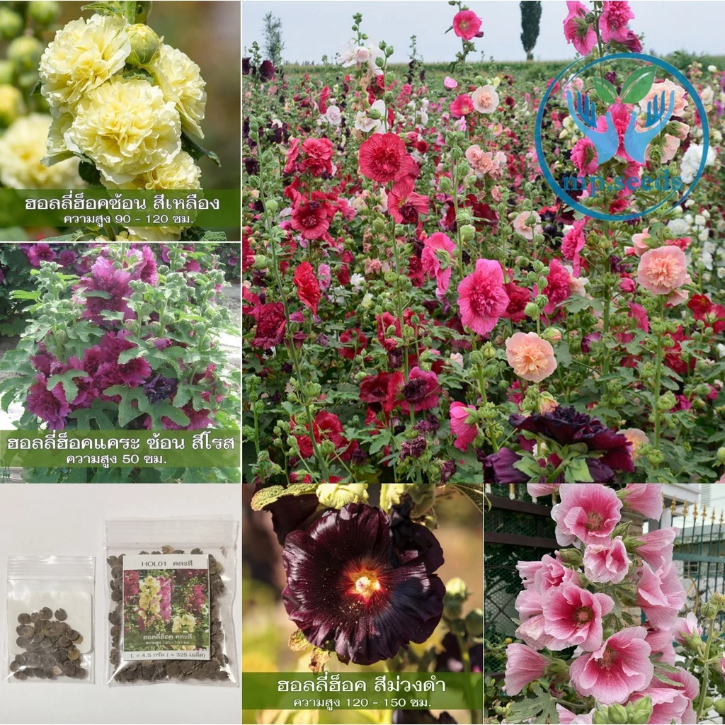เมล็ดพันธุ์ฮอลลี่ฮ็อค คละสี 420 เมล็ด ฮอลลี่ฮ็อค ดอกซ้อน / ฮอลลี่ฮ็อค แคระ HollyHock Mix