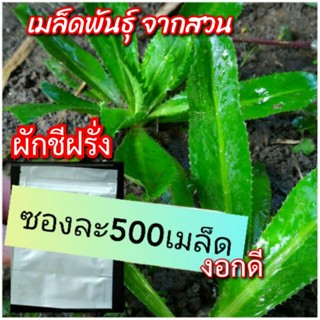 เมล็ดผักชีฝรั่ง 500เมล็ด  ผักชีฝรั่ง  เมล็ดพันธุ์ งอกดี ใหม่สด เมล็ดพันธุ์คัด พร้อมส่ง