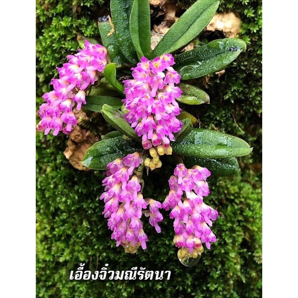 (ปัจจุบันเริ่มหายาก)กล้วยไม้เอื้องจิ๋วมณีรัตนาแบบติดขอนแล้ว