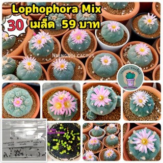 💥30 เมล็ด 59 บาท💥เมล็ดโลโฟ  Lophophora Mix  พ่อแม่พันธุ์ตามรูปเลย  เมล็ดกระบองเพชร เมล็ดแคคตัส