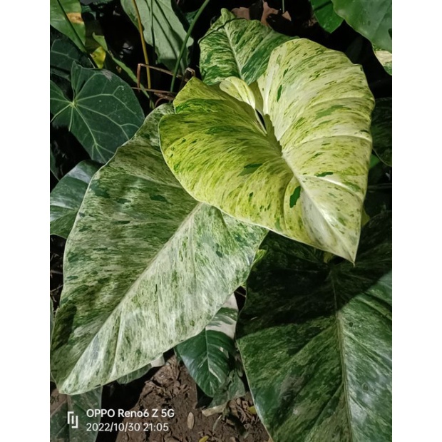 ฟิโลหูช้างรังนกด่าง (Philodendron gigenteum Schott)กระถาง 8"