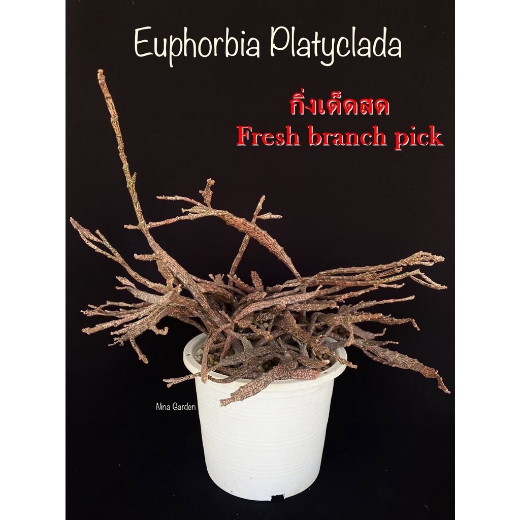 Euphorbia Platyclada *กิ่งเด็ดสด* แคคตัส ไม้อวบน้ำ Cactus and Succulent