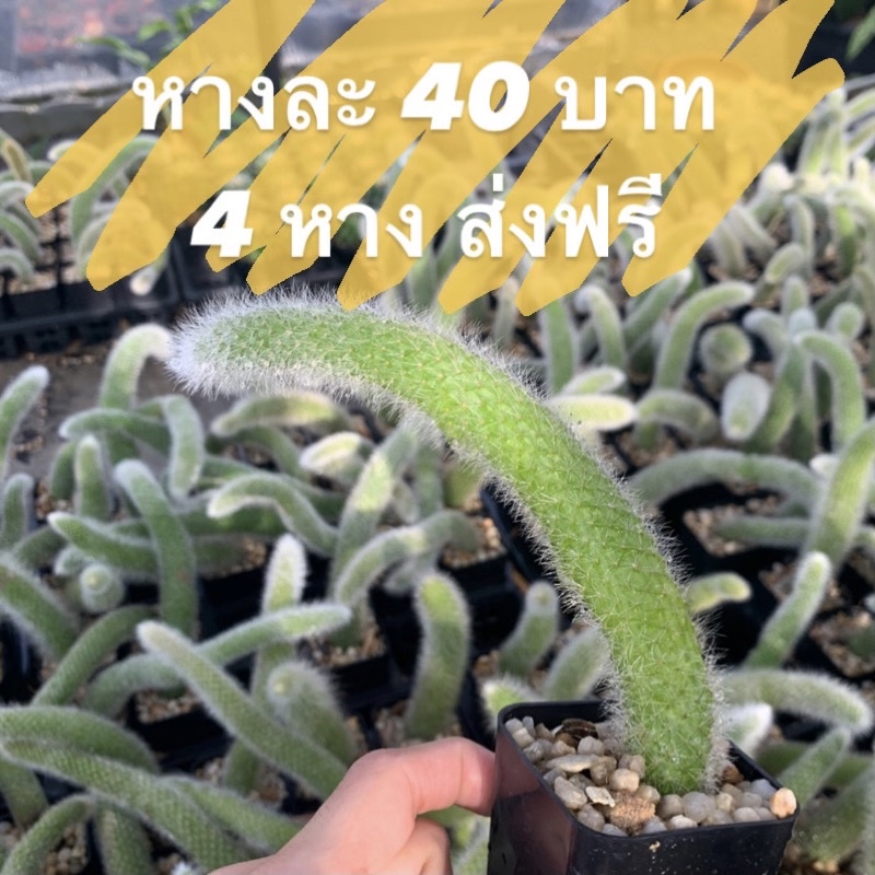 (4 หางส่งฟรี) แคคตัส หางลิง 40 บาท ดอกสีส้ม รากติดแล้วอ้วนแข็งแรง