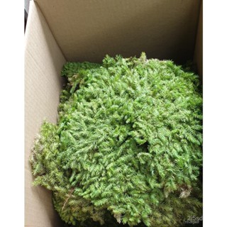 ผลิตภัณฑ์ใหม่ เมล็ดพันธุ์ 2022MOSS มอส พืชจิ๋ว เบาะสัตว์เลื้อยคลาน Terrarium Bonsai Decor ป่าธรรมชาติ พรม No.00 คล/ขา ML