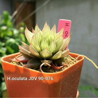 H.oculata JDV90-076 A111