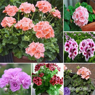 ผลิตภัณฑ์ใหม่ เมล็ดพันธุ์ จุดประเทศไทย ❤Ready Stock 100Pcs Mix Color Geranium Seeds Benih Bunga Keladi Viral Fr /ดอก UCK