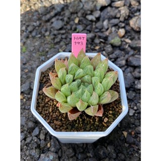 Haworthia Hybird Thailand (รหัสHAT193-216) กระถาง 3 นิ้ว (ส่งทั้งกระถาง) ไม้อวบน้ำ ต้นไม้ประดับ Succulnt Haworthia