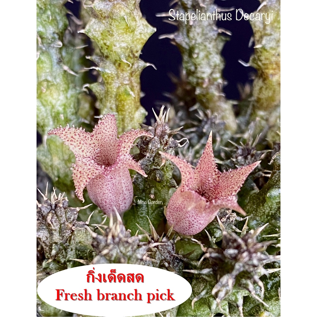 เก๋งจีน Stapelianthus Decaryi  *กิ่งเด็ดสด* แคคตัส ไม้อวบน้ำ Cactus and Succulent