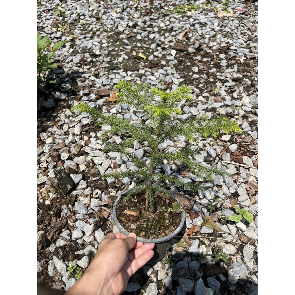 มุมมอง 2