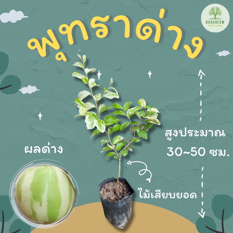พุทราด่าง ขนาด 30-50 ซม. พุทราด่างขาว