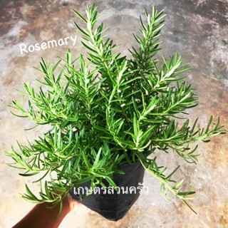 โรสแมรี่ Rosemary พันธ์ุธรรมดา/พันธ์ุข้อสั้น/พันธ์ุเลื้อย