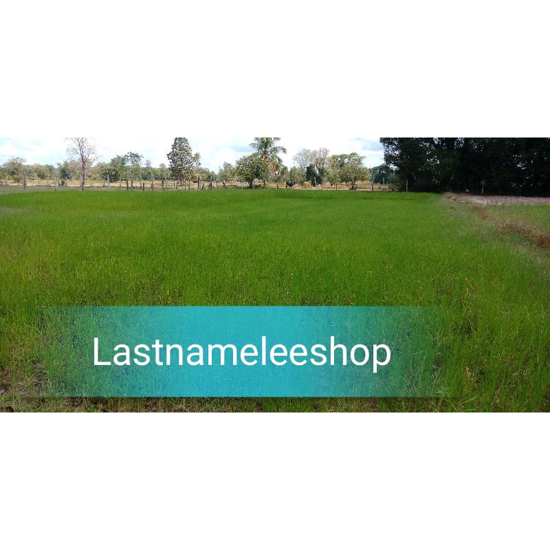 หญ้าไนล์ 20 กิโล 400 บาท