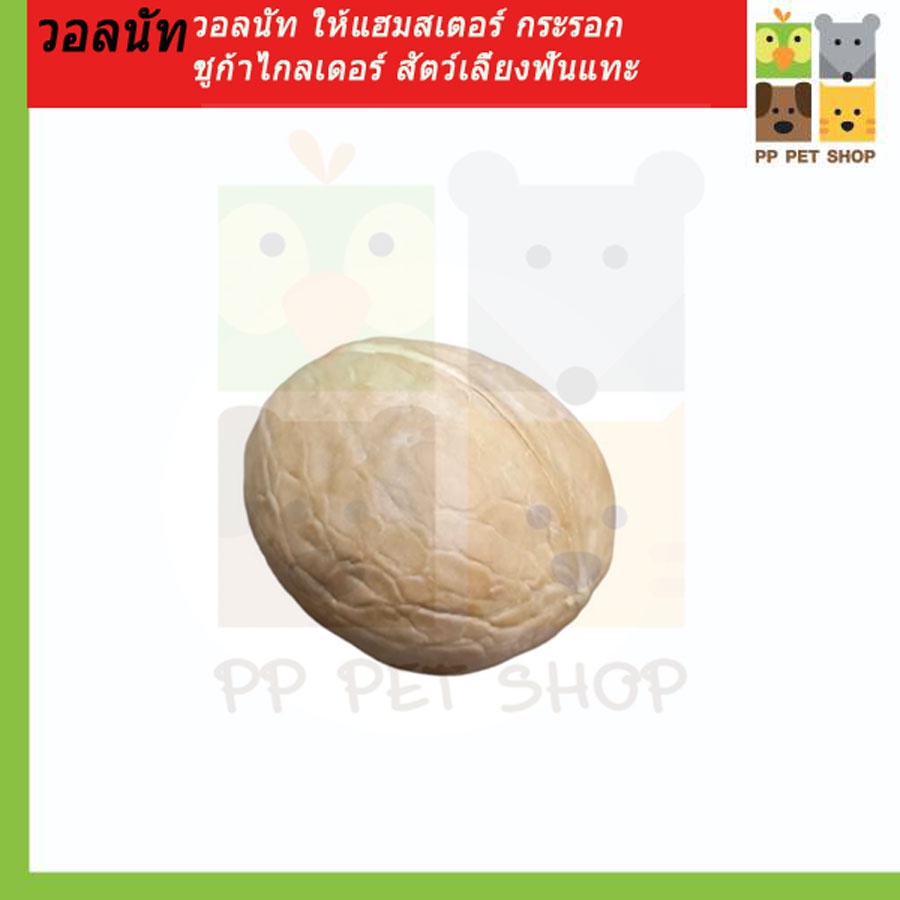 วอลนัท ลูกวอลนัท วอลนัทลับฟัน วอลนัทสำหรับสัตว์ฟันแทะ วอลนัทสำหรับแฮมเตอร์