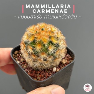 แมมมิลาเรีย คามิเน่เหลืองส้ม Mammillaria carmenae แคคตัส กระบองเพชร cactus&amp;succulent