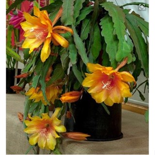 ❡Epiphyllum ไม้กระถางอายุสั้น ไม้อวบน้ำในร่ม การตัดใบพร้อมราก ส่ง Epiphyllum ดูดี