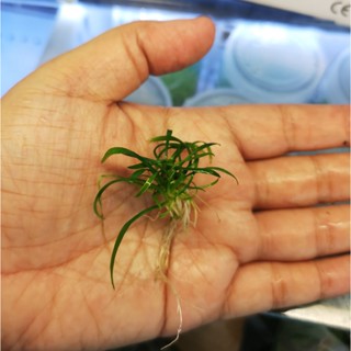 คลิปพาว่ามินิ Cryptocoryne​ pava.sp mini ต้นไม้น้ำ