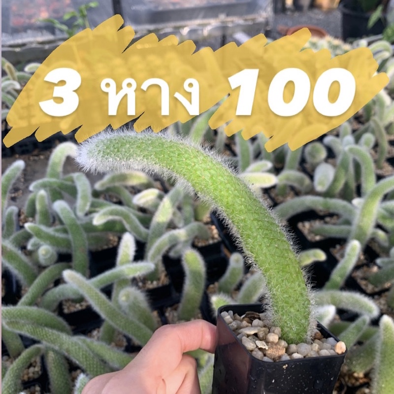 #หางลิง #ไม้ฟอร์ม #ของแปลก #หาซื้อยาก #ของสะสม