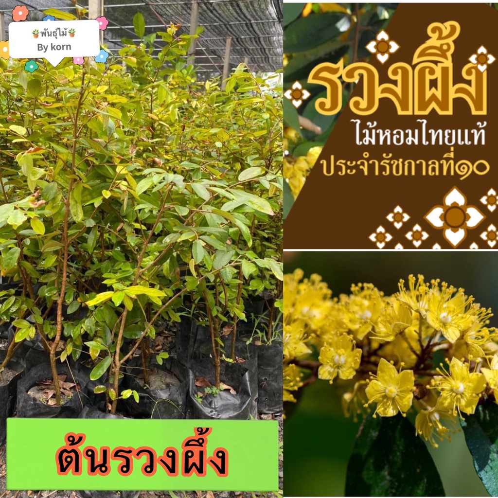 ต้นรวงผึ้ง ไม้ดอก สูง 30-50 cm. พร้อมส่ง สำคัญกรุณาสั่งซื้อในเวลา12:00น.-00:00น.