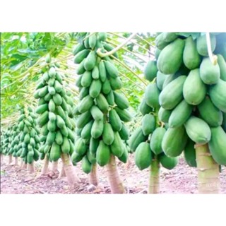 ผลิตภัณฑ์ใหม่ เมล็ดพันธุ์ 2022เมล็ดพันธุ์มะละกอพันธุ์ฮอลแลนด์ Papaya Seeds Holland  น้ำหนัก 5 กรัม (200 เมล็ด) ส/ขายดี I