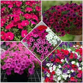 （คุณภาพสูง เมล็ด）เมล็ดพันธุ์พิทูเนีย บอนสี 1000เมล็ด Mix Petunia Morning Glory Flower Seeds เถาวัลย์/สวนครัว ผัก ป/เ TG4