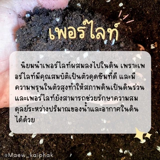 🌲พีทมอส สำหรับเพาะต้นกล้า ขนาด 50 กรัม ดินเพาะเมล็ด เพอร์ไลท์ เป็นวัสดุเพาะกล้าเหมาะกับไม้ดอก ไม้ประดับ พืชผัก