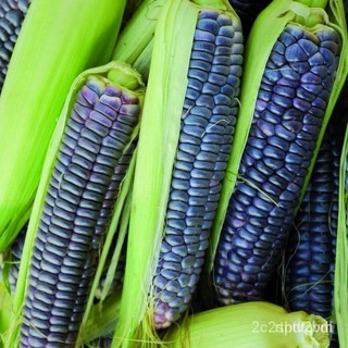 ผลิตภัณฑ์ใหม่ เมล็ดพันธุ์ เมล็ดพันธุ์ ข้าวโพดบลูโฮปิ (Blue Hopi Corn Seed) บรรจุ 20 เมล็ด คุณภาพดี ราคาถูก ของแ /สวนครัว