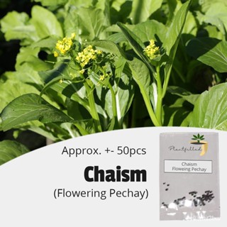 ผลิตภัณฑ์ใหม่ เมล็ดพันธุ์ จุดประเทศไทย ❤[Plantfilled] Chaism Flowering Pechay Seeds - Vegetable (50 seeds)เมล็ด /ขายด OD