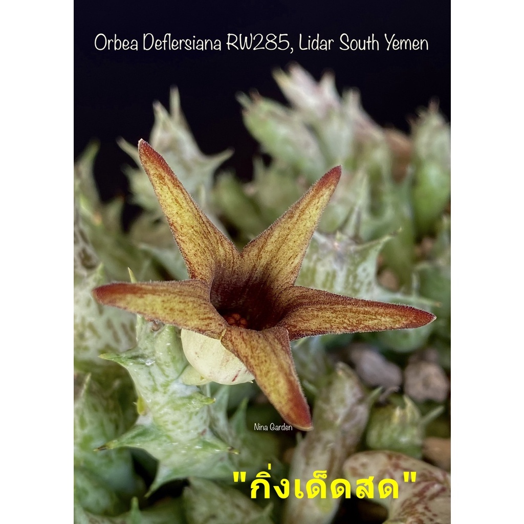 เก๋งจีน Orbea Deflersiana  RW285, Lidar South Yemen *กิ่งเด็ดสด* แคคตัส ไม้อวบน้ำ Cactus and Succulent