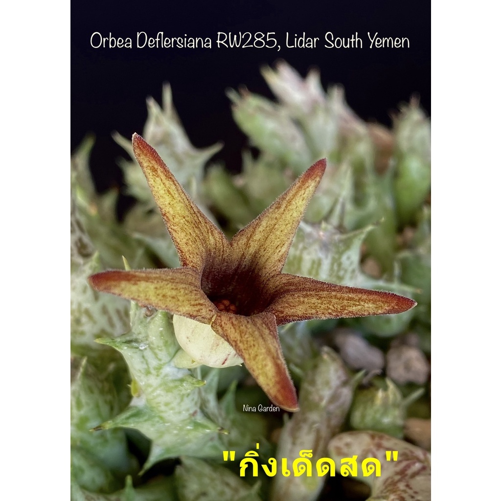 เก๋งจีน Orbea Deflersiana RW285, Lidar South Yemen *กิ่งเด็ดสด* แคคตัส ไม้อวบน้ำ Cactus and Succulent