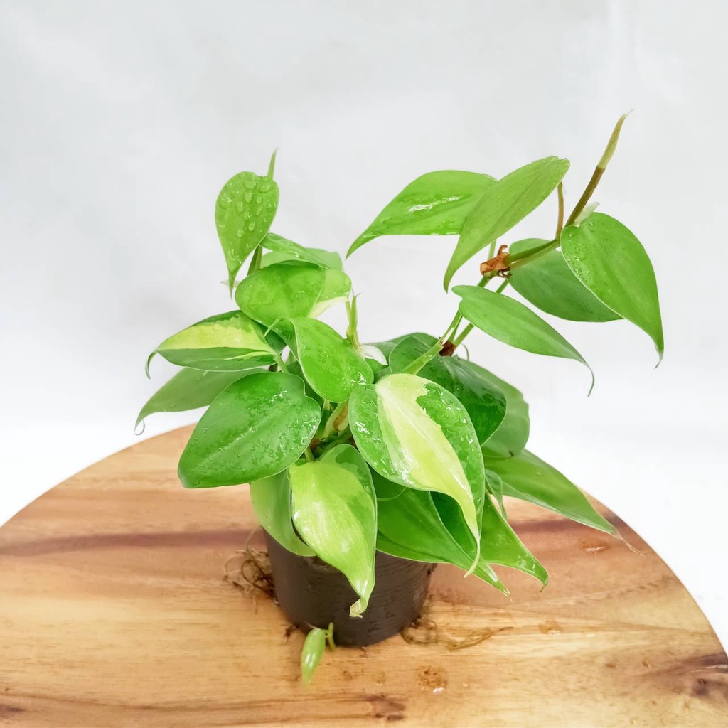 พลูบราซิล(2สี)💦ไว้ห้องน้ำได้💦พร้อมกระถางขนาด3นิ้ว ไม้ฟอกอากาศ - รูปที่ 4