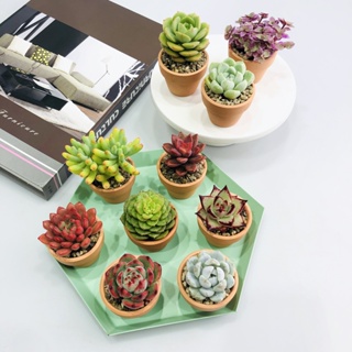 Succulents สามเณรทั้งกล่องของดีส่งเนื้อน่ารักรวมกระถางต้นไม้สีเขียวกระถางต้นไม้