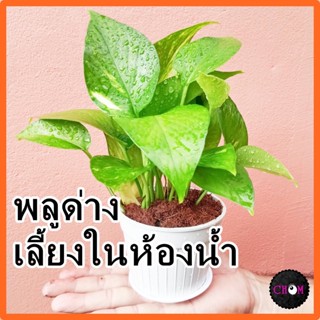 พลูด่าง🌱เลี้ยงในห้องน้ำ ดักจับฝุ่น ดูดซับสารพิษ กระถางขาว พร้อมตั้ง