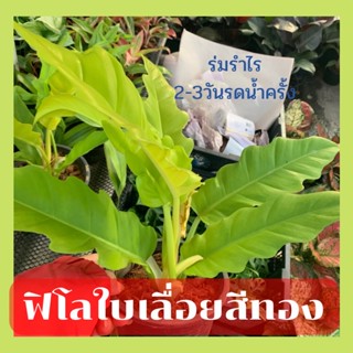 ต้นฟิโลเดนดรอนใบเลื่อยสีทอง Philodendron golden saw ส่งพร้อมกระถาง6นิ้ว